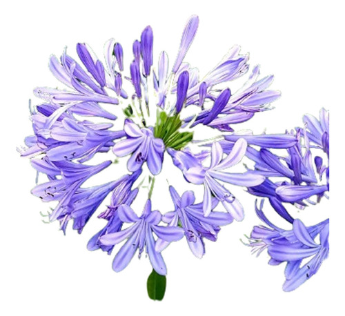 Agapanthus / Agapantus / Agapantos- Pack 10 - Ornamentales