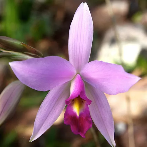 Laelia Anceps Orquídea Espécie Exótica Rara