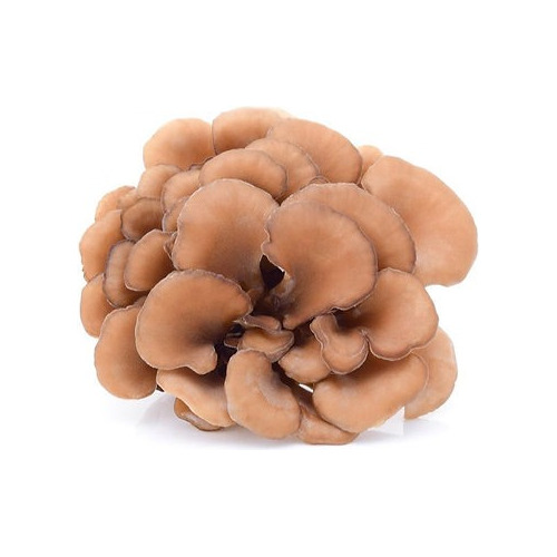 Hongo Adaptógeno Maitake 90g Commons Orgánico