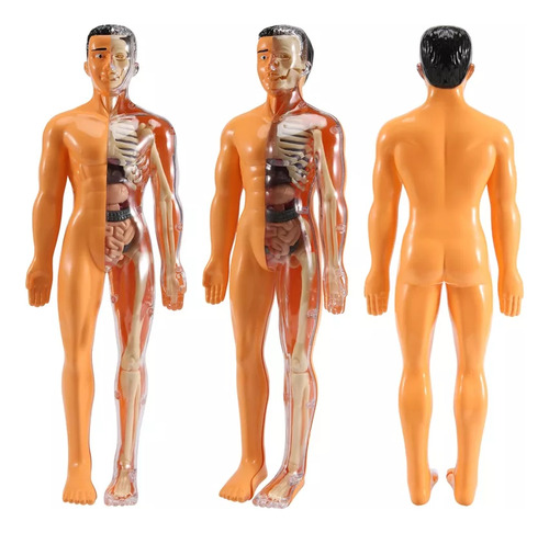 Kit De Maqueta De Torso De Cuerpo Humano 3d Science De 1 Pie