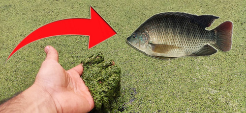 Imagem 2 de 6 de Porção De Lemna Minor Lentilha Dágua Flutuante 1000 Un