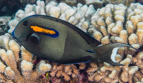 Pez Marino - Acanthurus Olivaceus - Cirujano Banda Naranja