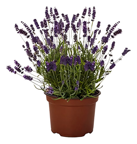 Planta Flores De Alhucema Para Que Sirve
