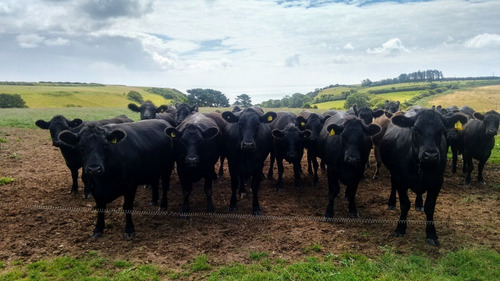 Imagen 6 de 6 de Venta Campos Ganaderos Y Mixtos En La Provincia De La Pampa