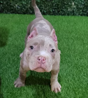 American Bully Exotic (4 Meses)