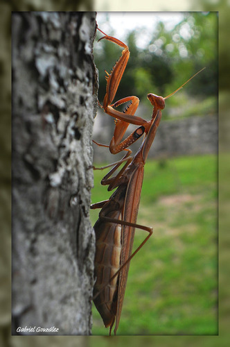 Cuadro Canvas Mantis Religiosa Locust Insecto Green M9