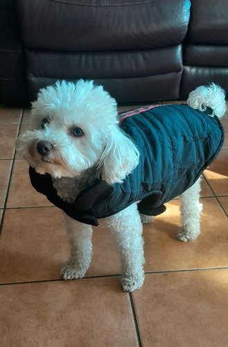 Ropa Capa Chaleco Abrigo Impermeable Para Perro Mascota