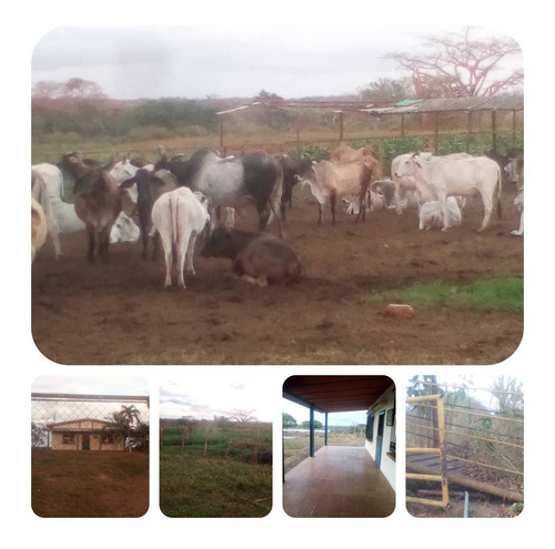 Imagen 7 de 9 de Vendo Finca Productiva En Pariaguan Edo. Anzoategui - Venezuela