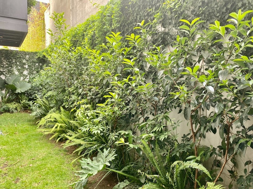 Imagen 4 de 30 de Se Vende O Renta Departamento En Polanco