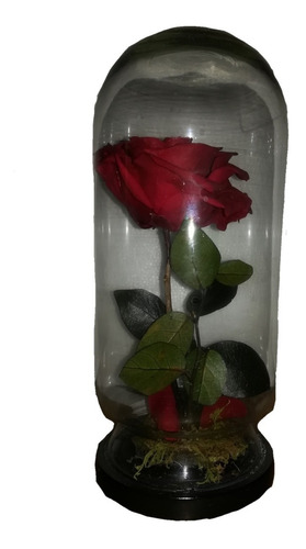 Rosa Eterna Bella Y Bestia Rehidratada San Valentin Amor