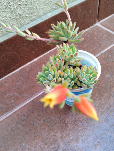 Echeveria Set Oliver