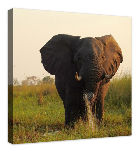 Cuadro Decorativo Canvas Moderno Elefante Africano 70x70cm