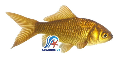 Carassius Cometa Watenai, Peces De Agua Fría, 7-9cm