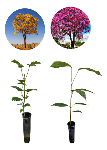 Kit Com 30 Mudas De Ipe (15 Ipe Amarelo + 15 Ipe Rosa)
