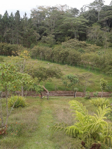 Imagen 8 de 14 de Finca Con Cabaña Rústica./ Negociable.