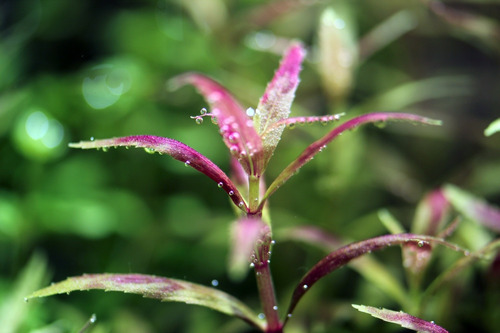 Limnophila Sp Belén Plantas Para Acuario 