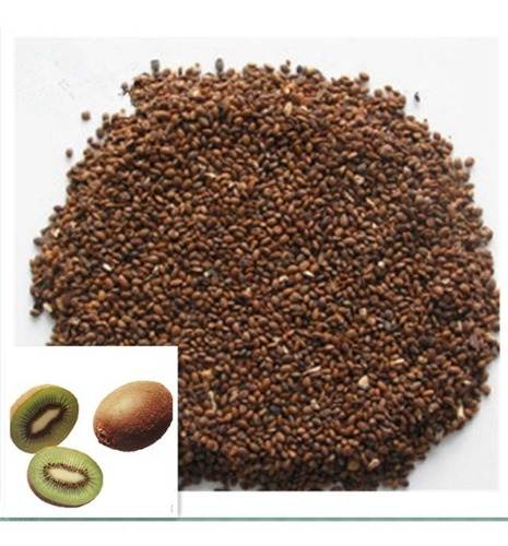 100 Semillas De Kiwi Oaxaqueño 100% Criollo Y Organico