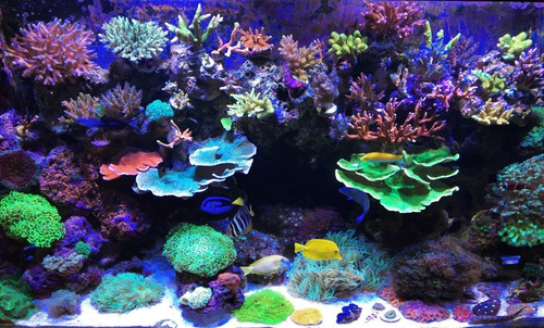 Acuario Marino - Reef 100x40x30 Con Sump