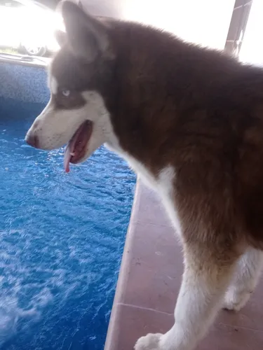 comprar Husky Siberiano Cachorros De Raza Pura 