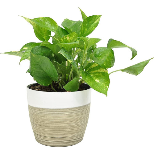 Devil39s Ivy Golden Pothos, Maceta Decorativa Blanca 