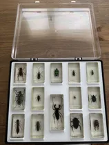 Comprar Colección Bichos - La Nación - 70 Un. (5 Cajas X 14)
