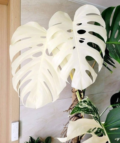 150 Semillas De Monstera Variegata + Abono Y Regalo