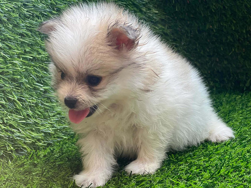 Imagen 3 de 4 de Pomerania Mini Machos