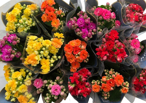 Flor Da Furtuna Kalanchoe Calandiva Para Festa Kit C/15