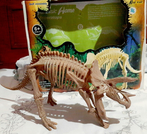 Fosil De Dinosaurio Triceratops Escala Real Para Niños