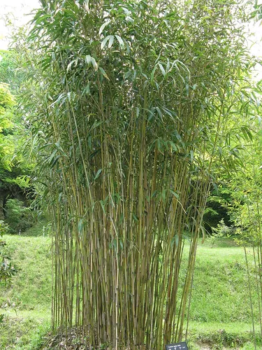 Cortina Bambu Para Interior Y Exterior A Medida Tablita