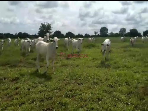 Imagem 4 de 9 de Fazenda Com 1.076,40 Hectares Na Região Duere, Tocantins. - Fa00023 - 69448240