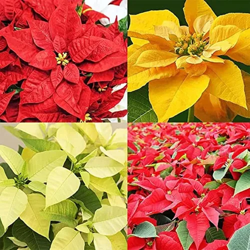 Mezcla De Semillas De Flor De Pascua 100 Semillas Plantas De