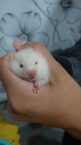 Imagem 1 de 5 de Hamsters Anão Russo