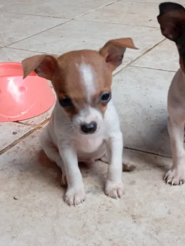 Pinscher 0