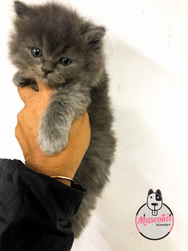 Imagen 2 de 5 de Espectaculares Gatos Persa Disponibles Mascotas Rionegro