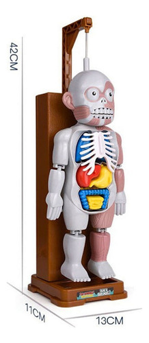 Ensamblaje Modelo De Cuerpo Humano Fiesta Mordazas Juguetes