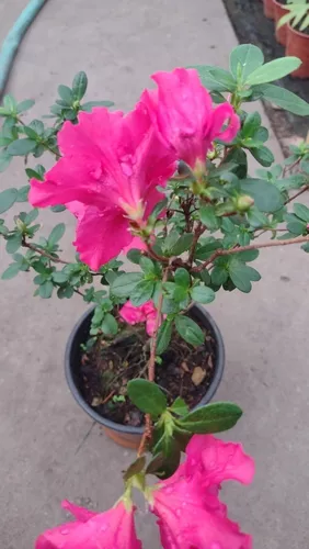 Azaleas Dobles De 4 Estaciones En Envase 15 en venta en Avellaneda .  . Sur por sólo $ 1,  Argentina