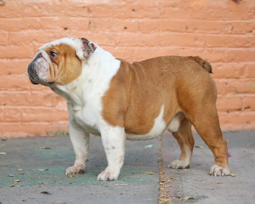 Imagen 3 de 5 de Semental Bulldog Inglés Línea Europea Edition Of Luxe