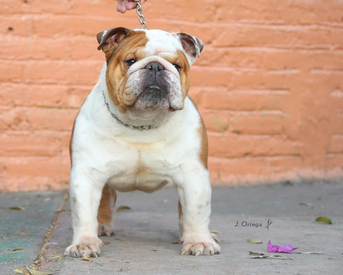 Imagen 5 de 5 de Semental Bulldog Inglés Línea Europea Edition Of Luxe