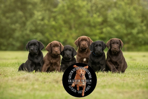 Cachorros Labrador Chocolate Criadero De Campo.-