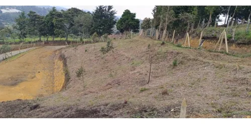 Rhbr-14718 (lote) (guarne)