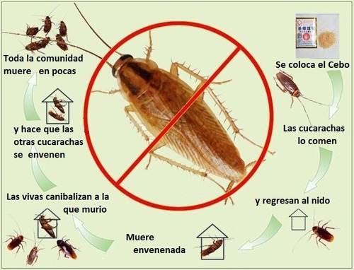 Imagen 3 de 4 de Veneno Para Cucarachas Eliminación 100% Garantizada En24 Hs