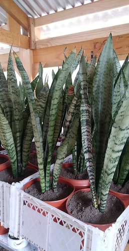 Lengua Suegra - Sansevieria Y Sansevieria Enana Green Star 