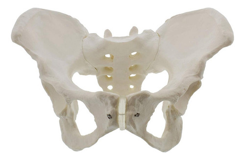 Modelo De Pelvis Femenina De Tamaño Natural, Modelo De Cader