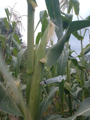 Micelio Para Producir Huitlacoche, Presentación Líquida
