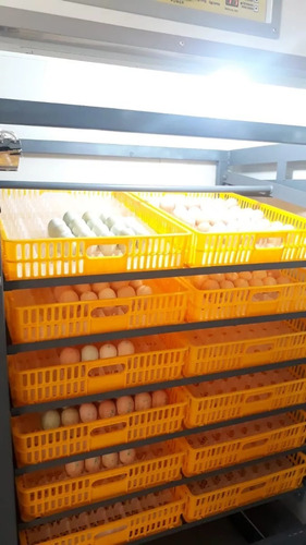 Incubadora Nacedora Automática De 3168 Huevos Con Ruedas
