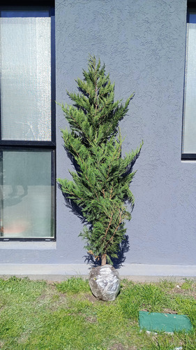 Pino Cipres Leylandii Grande 1,80 M Cerco Vivo Anti Hormigas 1.60 A 1.80 Cm