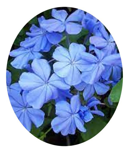 Kit Com 2 Mudas De Bela Emília Flor Azul, 30cm Frete Grátis.