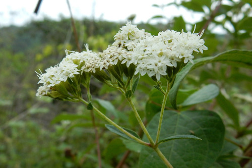 Stevia Subpubescens - Semillas