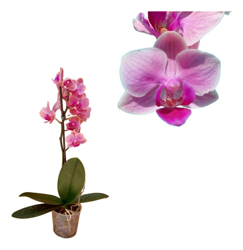 Orquidea Mini Phalaenopsis Planta Natural Rose Goiaba Rara